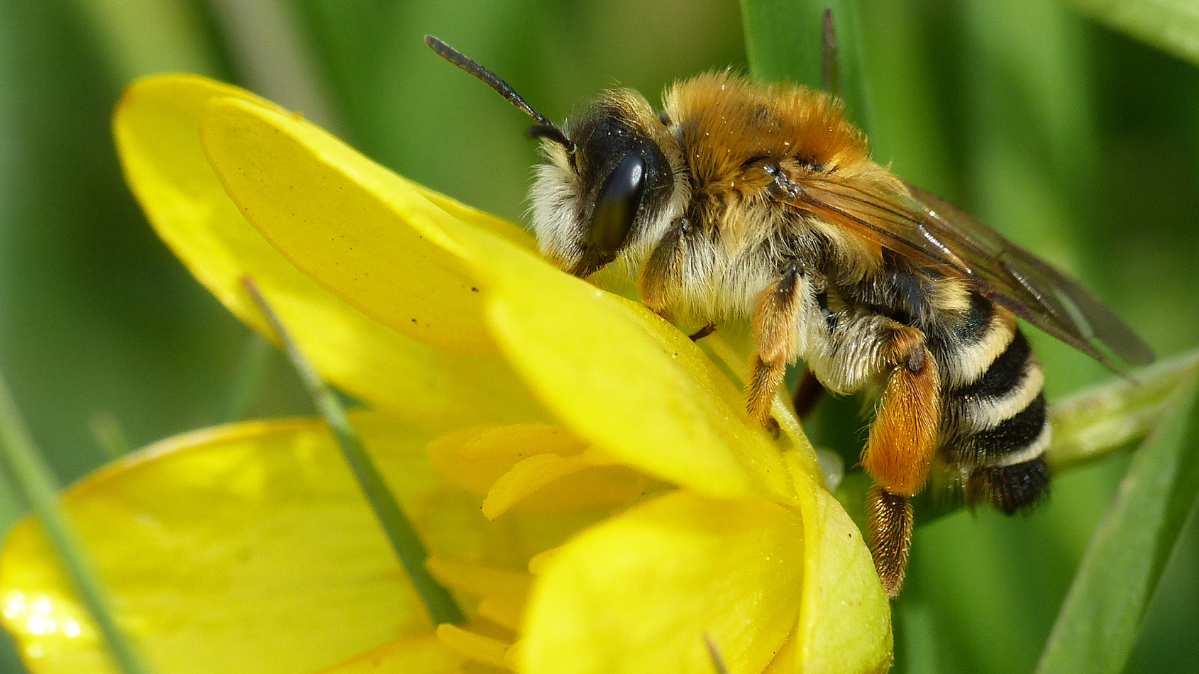 Weidebij op gele bloem
