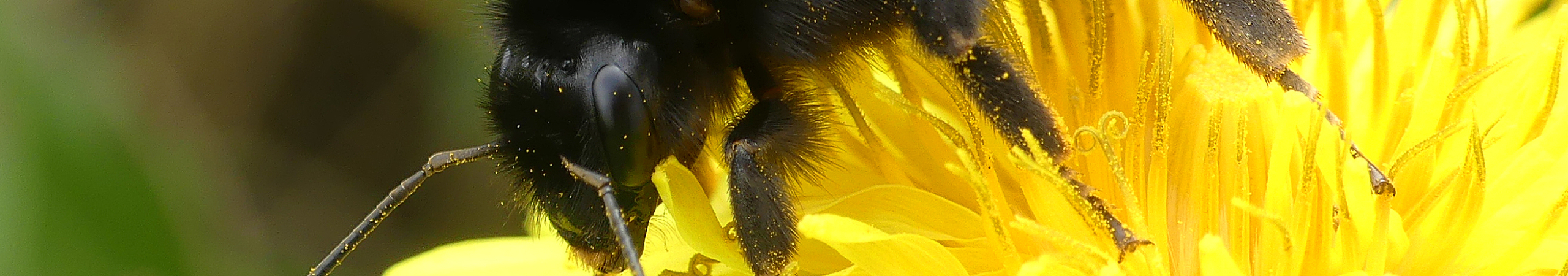 Steenhommel zit op een paardenbloem